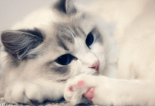 布偶貓缺血不好看，布偶貓缺血變得不好看-頭條楓林網