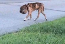 一隻流浪狗被人用鞋帶綁死脖子，整個頭脹成球，半年來無人相救！-頭條楓林網