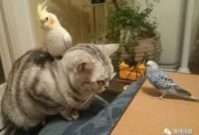 貓咪被鸚鵡騎在頭上，好恥辱-頭條楓林網