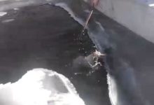 狗狗掉入冰河裡，好心人拿鏟救命，已救三隻狗了！-頭條楓林網