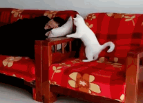 當你在睡覺時，貓咪是否對你做過這種事-頭條楓林網