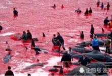 島國打著科研的旗號瘋狂進行捕鯨活動，禁捕協議或已成空文-頭條楓林網