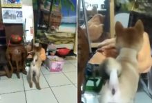 柴柴剪完毛後，被自己的樣子丑到不敢進媽媽屋-頭條楓林網