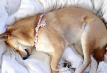 25美金和200美金的狗床，柴犬寶寶到底喜歡哪個？-頭條楓林網