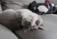 給貓咪吃牛肉不愛吃，給貓吃牛肉補血不愛吃-頭條楓林網