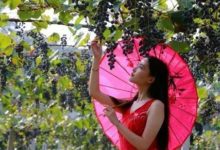 金秋十月，南方葡萄溝有個約會-頭條楓林網