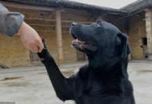 養狗前請確定這6件事，狗狗壽命很短，也經不起虐待！-頭條楓林網