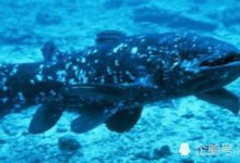 這種魚挺過了四億年環境的變化，人類污染環境卻造成了它的死亡-頭條楓林網