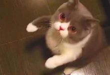 主人剛要出門就被貓咪給纏住了，對著主人做恭喜，後來才知道原因-頭條楓林網