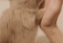 兔子為什麼會舔人呢？-頭條楓林網