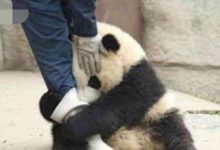 熊貓寶寶為何抱住奶爸不讓走？了解熊貓的奶爸掏出一樣東西，小傢伙立馬乖乖鬆手！-頭條楓林網