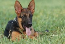 2個月多 VA博爾後代 一公三母-頭條楓林網