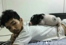 男子買一寵物豬，一年後「他」竟瘦了 網友：你家枕頭看著不錯！-頭條楓林網