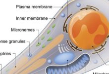 孕媽應如何應對和預防弓形蟲？這裡為你提示多個細節-頭條楓林網