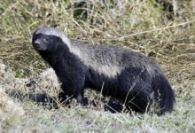 阿里“平頭哥”，能把芯片做起來麼？-頭條楓林網