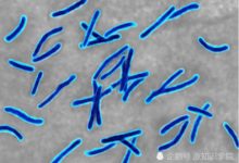 它來自350萬年前，注射後可使人變強，第二個浩克？-頭條楓林網