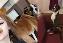 狗子發現裝死很好玩，但另一隻狗以為它真死掉了，於是就...-頭條楓林網