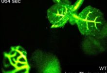 不要亂摘葉子！ 美國科學家發現植物「痛苦訊號」-頭條楓林網