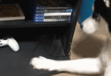 玩捉迷藏被找到後，貓咪翻臉不認狗，暴打哈士奇...-頭條楓林網