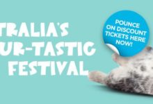 【在路上】春暖花開啦！周末去擼貓，喵~-頭條楓林網