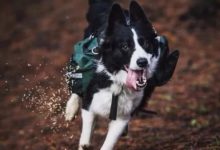 狗狗一天跑30公里播撒9公斤種子，只為種草，這片山頭我包了-頭條楓林網