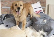 我家狗狗在家亂咬東西，真有踢它的衝動，該怎麼辦？-頭條楓林網