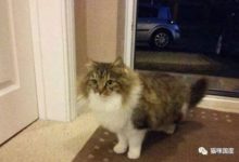 鏟屎官給貓咪做了個小門，可是忘記考慮到貓咪的體形-頭條楓林網