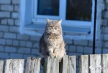 6公斤大肥貓8樓高自由落體，砸到倒霉路人頸椎重傷！-頭條楓林網