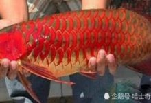 一條半米長，7、8斤重紅魚賣出268萬天價，一條魚抵兩套房-頭條楓林網