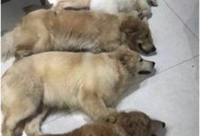 流浪的薩摩耶遇到好心人收養，有了新家後還被一群金毛寵上了天-頭條楓林網