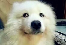 柴犬跟喵星人打架，客廳突然沒了動靜，主人走近一看笑掉大牙！-頭條楓林網