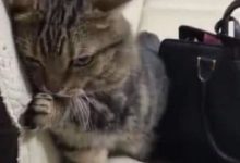 朋友家的貓在沙發上坐了一天，半夜才發現原因，爆笑-頭條楓林網