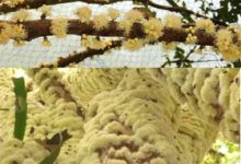 廣東有這種水果，長樹上時讓人看一眼就頭皮發麻，網友：魔鬼的卵-頭條楓林網