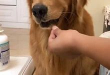 金毛生病不肯吃藥，直到主人拿出菜刀，金毛表情亮了-頭條楓林網