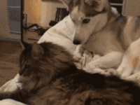 二哈看著貓咪礙眼，一爪子下去之後，就沒有之後了……-頭條楓林網