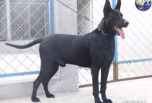 中華黑狼犬真正的戰神,神威凜凜彷彿沙場猛張飛-頭條楓林網