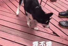 主人原以為是二哈貪玩 但二哈接下來的行為卻讓主人刮目相看-頭條楓林網