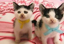 喵星平頭哥，網紅奶牛貓Atom的王之蔑視~-頭條楓林網