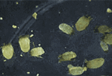 狗狗身上全是蟎蟲，都是錯誤清潔惹的禍！-頭條楓林網