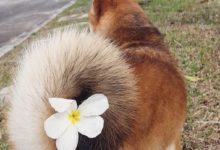 狗狗每天都在用尾巴和你「溝通」，你讀懂了嗎？-頭條楓林網