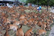 奈良小鹿營養不良，都是外國遊客的鍋…-頭條楓林網