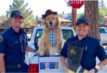 狗狗競選鎮長 不但100%選票通過 最近它繼續連任了-頭條楓林網