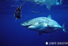 這個主題「咖啡館」你看見過嗎？貓咖已「out」，白鯊最搶眼-頭條楓林網