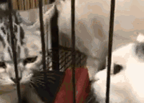 鏟屎官想喂貓咪，結果有一隻貓咪被欺負-頭條楓林網