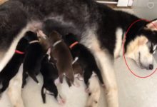 哈士奇生了七隻狗寶，主人看到後抱頭大哭：這個家保不住了-頭條楓林網