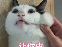 鏟屎官聽到喵星人一直在叫，心中起疑，看到客廳的一幕笑噴了！-頭條楓林網