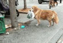 金毛陪主人買菜，回來把主人搞丟了.....-頭條楓林網