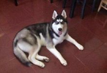 網友帶二哈絕育，體檢後竟查出狗狗已懷孕，網友：喜當爹！-頭條楓林網