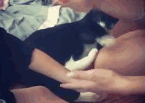 鏟屎官教訓孩子，貓咪看到後趕緊制止-頭條楓林網