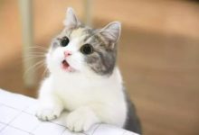 日本兩姐妹養貓40隻，因為惡臭被強制驅逐，清掃人員打開門的一瞬間驚呆了……-頭條楓林網